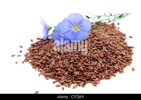 Linum Usitatissimum schöne Blumen und Samen auf weiß Stockfoto