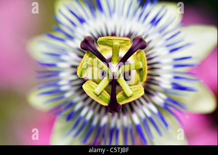 Close-up/Makro Bild der lebendigen Passiflora Caerulea Sommerblume, auch bekannt als die blaue Passionsblume. Stockfoto