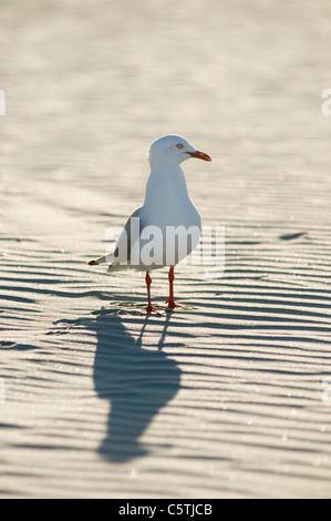 Neuseeland, Cape Farewell, rot-billed Gull (Larus Novaehollandiae) Stockfoto