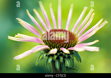 Echinacea Purpurea (östliche lila Kegel Blumen oder Sonnenhut) Blütenknospe Neueröffnung Stockfoto