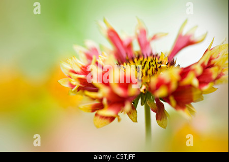 Einzelne Gaillardia "Pantomime" Decke Blume Blumen Stockfoto