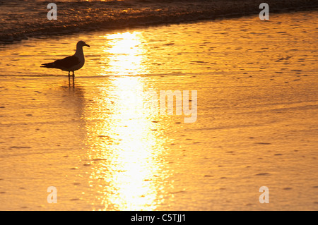 Neuseeland, East Cape, Anaura Bucht, Möwe im Morgengrauen Stockfoto