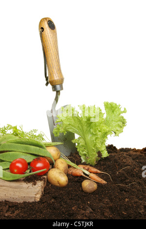 Wachsen im Boden mit frisch geernteten Karotten, Kartoffeln und Stangenbohnen mit einer Kelle Garten Salat Stockfoto