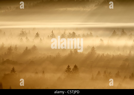 Deutschland, Bayern, Oberbayern, Ansicht der Pupplinger au in der Nähe von Wolfratshausen Morgen Stockfoto