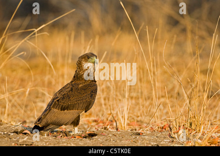 Afrika, Sambia, Nahaufnahme eines Bateleur Adler (Terathopius Ecaudatus) Stockfoto