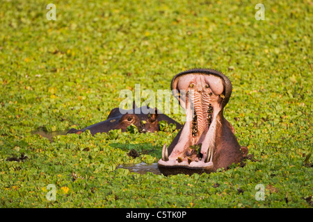 Afrika, Sambia, Flusspferd (Hippopotamus Amphibius) Stockfoto