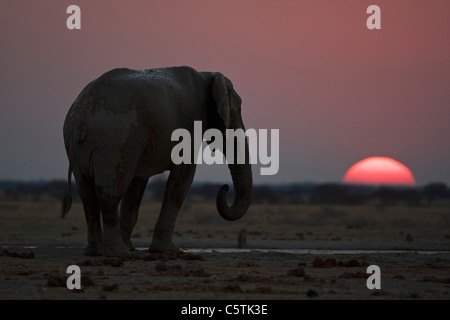 Afrika, Botswana, Afrikanischer Elefant (Loxodonta Africana) bei Sonnenuntergang Stockfoto