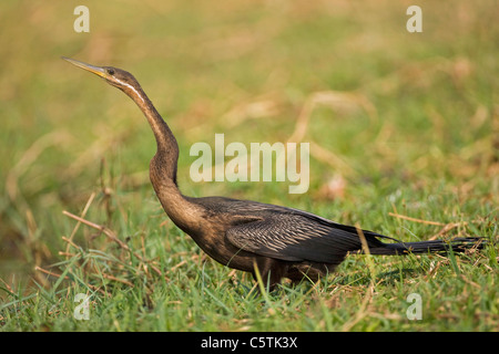 Afrika, Botswana, Snakebird (Anhinga Melanogaster Rufa) Stockfoto