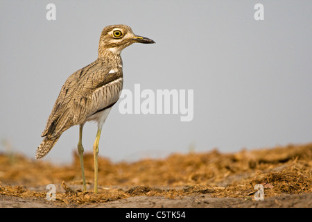 Afrika, Botswana, Wasser Thick-knee oder Wasser Dikkop (Burhinus Vermiculatus) Stockfoto