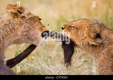 Afrika, Botswana, zwei Löwenbabys (Panthera Leo) spielen Stockfoto