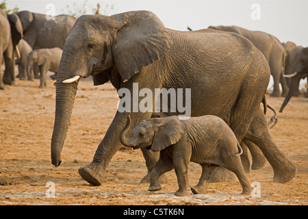 Afrika, Botswana, Herde von afrikanischen Elefanten (Loxodonta Africana) Stockfoto