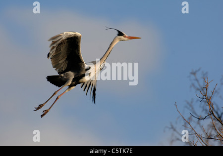 GREY HERON Ardea Cinerea Erwachsener hereinkommt, am Standort Nest zu landen. März. Nottinghamshire, UK Stockfoto