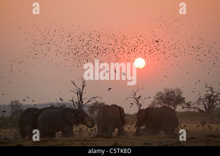 Afrika, Botswana, Elefantenherde (Loxodonta Africana) bei Sonnenuntergang Stockfoto