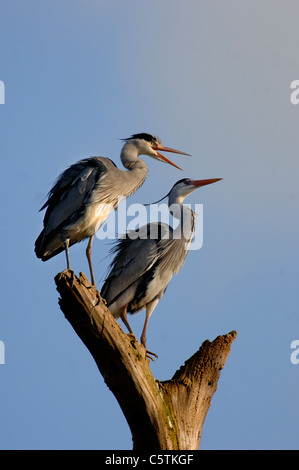 GREY HERON Ardea Cinerea A Zuchtpaar zusammen auf einem Toten Baumstumpf. März. Nottinghamshire, UK Stockfoto