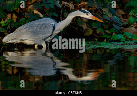 GREY HERON Ardea Cinerea Altvogel Angeln im gefleckten Sonnenlicht am Rande des Flusses Lea in London.  London, UK Stockfoto