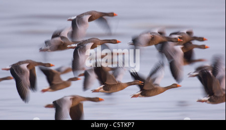 Graugans Gans Anser Anser eine Gruppe von Gänse fliegen vorbei im halben Licht vor der Morgendämmerung (verschwommen um Bewegung zu veranschaulichen).  Norfolk, Großbritannien Stockfoto