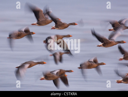 Graugans Gans Anser Anser eine Gruppe von Gänse fliegen vorbei im halben Licht vor der Morgendämmerung (verschwommen um Bewegung zu veranschaulichen).  Norfolk, Großbritannien Stockfoto