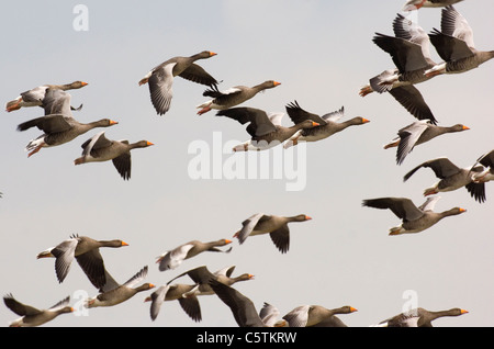 Graugans Gans Anser Anser ein Schwarm Gänse im Flug über Titchwell RSPB Reserve. Norfolk, Großbritannien Photographer.Andrew Parkinson Stockfoto