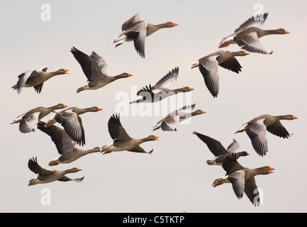 GRAUGANS Anser Anser A Gruppe Gänse im Flug gegen einen milchig weißen Himmel. Norfolk, Großbritannien Stockfoto