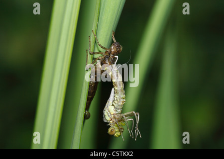 Deutschland, Bayern, Dragonfly entstehende Larve Haut, Nahaufnahme Stockfoto