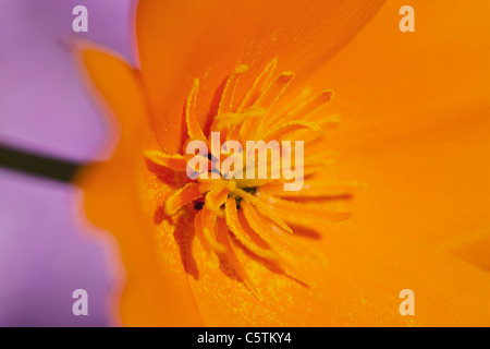 USA, California, California Poppy (Escholzia Kalifornien), Nahaufnahme Stockfoto