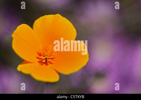 USA, California, California Poppy (Escholzia Kalifornien), Nahaufnahme Stockfoto