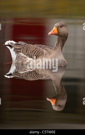 GRAUGANS Anser Anser Altvogel spiegelt sich in den ruhigen Gewässern des Flusses Lea in der Nähe von Hackney Sümpfe.  London, UK Stockfoto