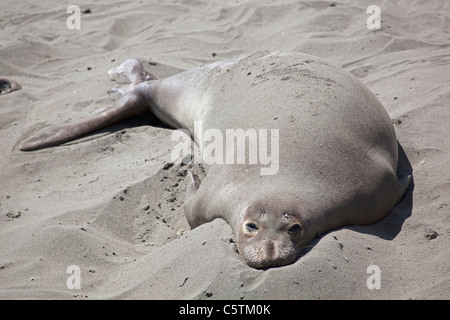 USA, California, Kalifornien Seelöwen am Strand liegen Stockfoto
