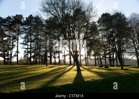 Die späten Abendsonne wirft lange Schatten der Silhouette Bäume über Grasschnitt Stockfoto