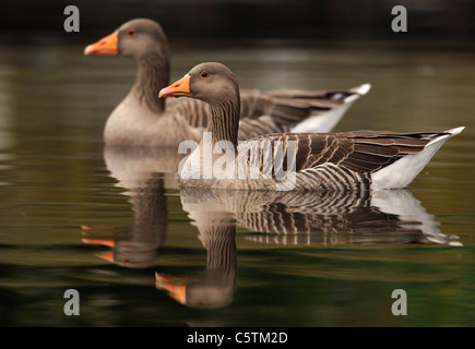 GRAUGANS Anser Anser A paar Altvögel spiegelt sich in den ruhigen Gewässern des Flusses Lea in der Nähe von Hackney Sümpfe.  London, UK Stockfoto