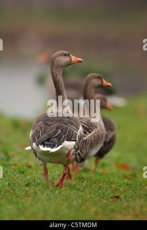 GRAUGANS Anser Anser eine Gruppe von Erwachsenen, die entlang der Ufern des Flusses Lea in der Nähe von Hackney Sümpfe.  London, UK Stockfoto