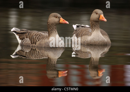 GRAUGANS Anser Anser Altvögel spiegelt sich in den ruhigen Gewässern des Flusses Lea in der Nähe von Hackney Sümpfe. Hackney, London, UK Stockfoto