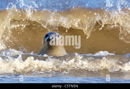 GREY SEAL Halichoerus Grypus eines Erwachsenen weiblichen taucht seltsamerweise unter brechenden Wellen. Lincolnshire, UK Stockfoto