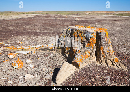 USA, New Mexiko, Ah-Shi-sle-pah Wilderness Untersuchungsgebiet, Stockfoto