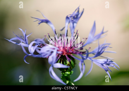 Deutschland, Bayern, Blick auf Centaurea Montana, Nahaufnahme Stockfoto