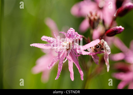 Deutschland, Bayern, Kuckuck Blume, Nahaufnahme Stockfoto