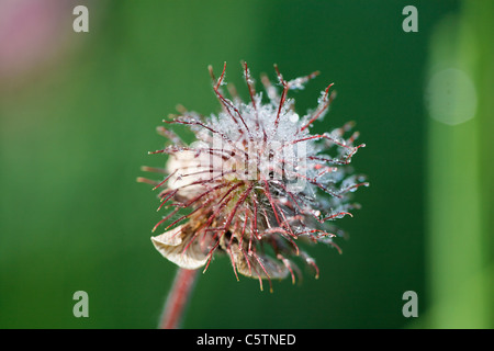 Deutschland, Bayern, Wasser Avens, Nahaufnahme Stockfoto