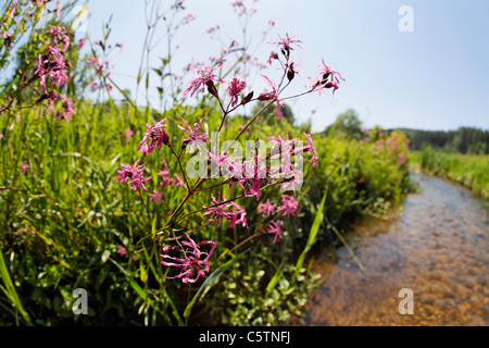 Deutschland, Bayern, Blick auf Kuckuck Blume Stockfoto