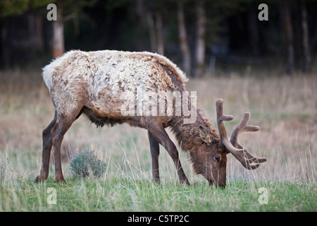 USA, Yellowstone Park, Elk Beweidung in Feld ((Cervus Canadensis) Stockfoto
