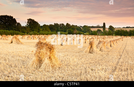 Geernteter Weizen Garben für thatching Stockfoto