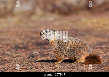 USA, Yellowstone Park, Murmeltier (Marmota Monax), Nahaufnahme Stockfoto