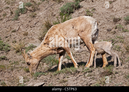 USA, Yellowstone Park, Dickhornschafe (Ovis Canadensis) mit Lamm Stockfoto
