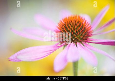 Nahaufnahme Bild des Sommers blühen östlichen Sonnenhut - Echinacea Purpurea rosa Blumen, Aufnahme auf einem weichen Hintergrund Stockfoto