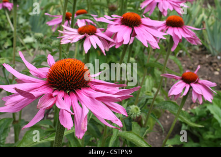 Narrow-leaved lila Sonnenhut Echinacea angustifolia Stockfoto