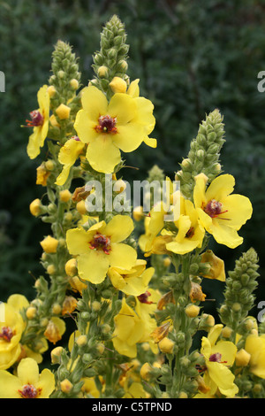 Dunkle Königskerze Verbascum nigrum Stockfoto