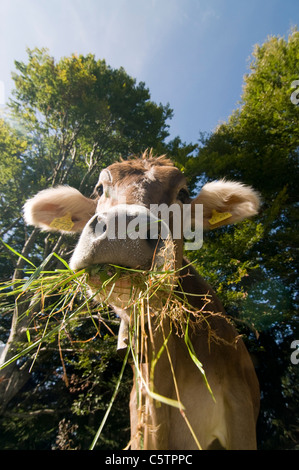 Deutschland, Bayern, Allgäu, Vieh, portrait Stockfoto