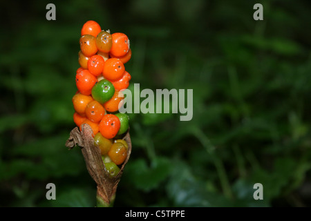 Reife Beeren der Herren und Damen Arum maculatum Stockfoto