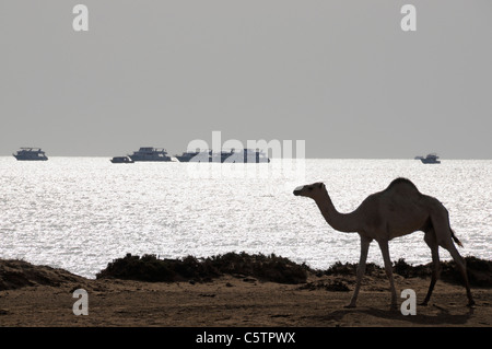 Ägypten, Hamata, Dromedar am Strand, im Hintergrund Schiffe Stockfoto