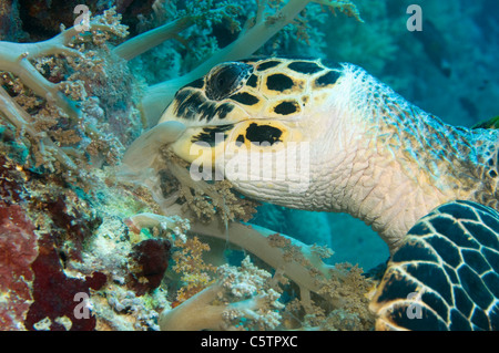 Ägypten, Rotes Meer, echte Karettschildkröte (Eretmochelys Imbricata) Essen Weichkorallen, close-up Stockfoto