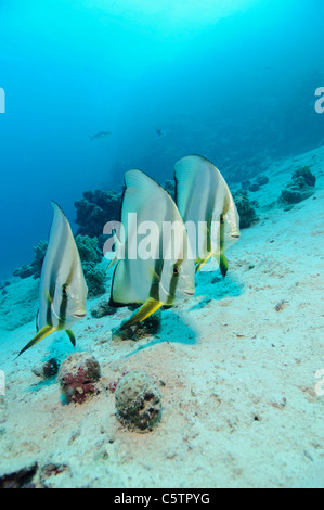 Ägypten, Rotes Meer, kreisförmige Fledermausfisch (Platax Orbicularis) Stockfoto